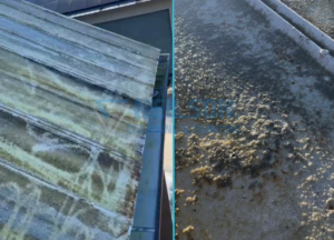 Roof Algae - Neilson Cleaning
